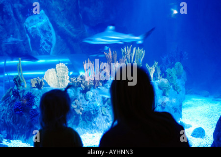 Benalmadena tourists visit the deep sea aquarium of the Seaworld centre Stock Photo