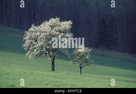 Bluehende Baeume Stock Photo