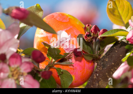 An orange, pink and yellow Easter egg is hidden among Crabapple tree blossoms. USA. Stock Photo