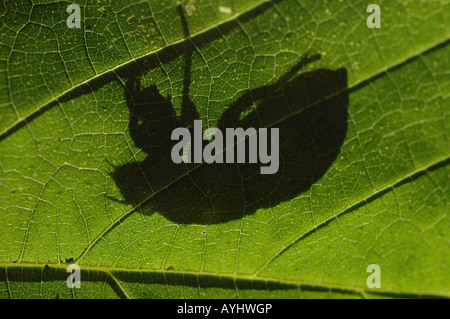 periodical cicada Nymph silhouette on leaf Stock Photo