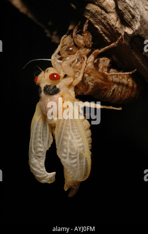 periodical cicada emerging Metamorphosis Stock Photo