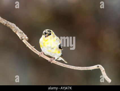 A male American Goldfinch, Carduelis tristis, in the process of developing his bright breeding feathers. Oklahoma, USA. Stock Photo
