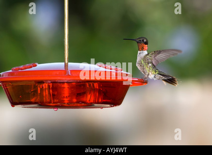 A male Ruby throated hummingbird Archochus colubris feeds from a hummingbird feeder. Oklahoma, USA.