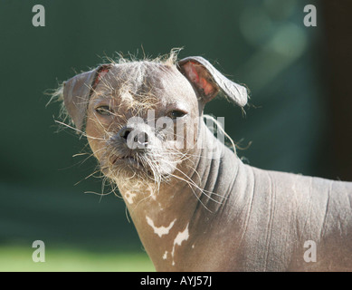 Ugly Dog Stock Photo Alamy Ugly Dog Stock Photo Alamy