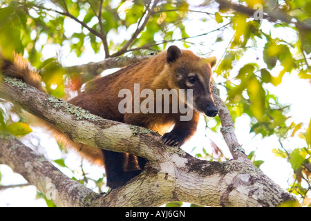 South American coati (Nasua nasua), northern Pantanal, Brazil Stock Photo