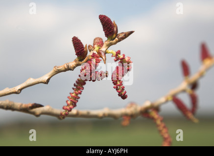 Red catkins of male black poplar tree - populus nigra