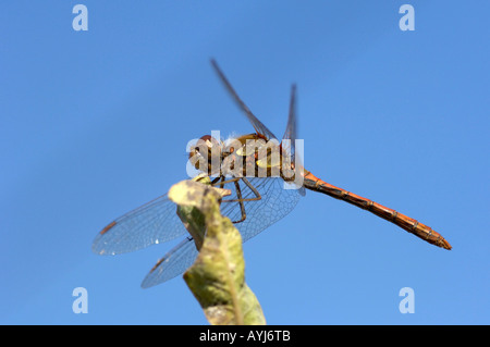 Common Darter dragonfly Sympetrum striolatum resting on leaf Oxfordshire UK Stock Photo