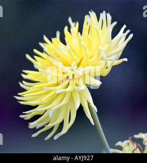 Yellow dalhia flower blooming Stock Photo