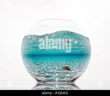fishbowl composite with sea star in shallow water Stock Photo