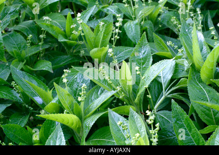 MERCURIALIS PERENNIS DOGS MERCURY IN EARLY APRIL Stock Photo