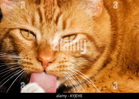 golden cat licking his paw with his tongue sticking out and looking straight ahead Stock Photo