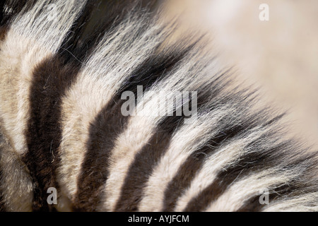 zebra close up Stock Photo