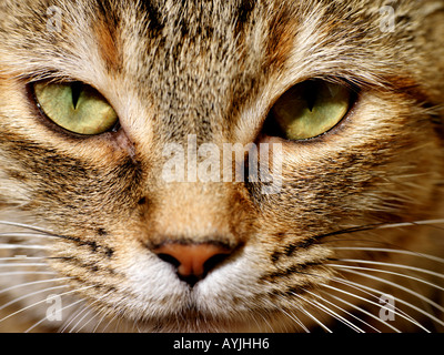 Close Up of Tabby Cats Face Stock Photo