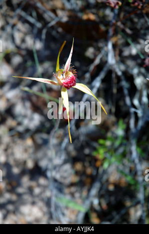 King Spider Orchid Caladenia pectinata pollinated by a thynnid wasp Stock Photo