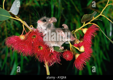 Little Pygmy Possum Cercartetus lepidus, photogragraphed in Tasmania, Australia Stock Photo