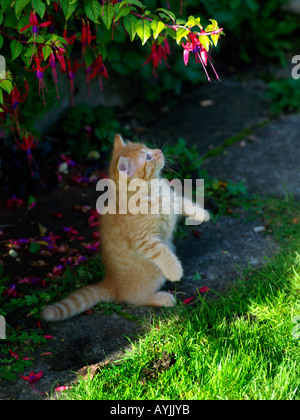 Eight Week Old Fluffy Ginger Kitten in Garden looking at Fuscia Bush Stock Photo