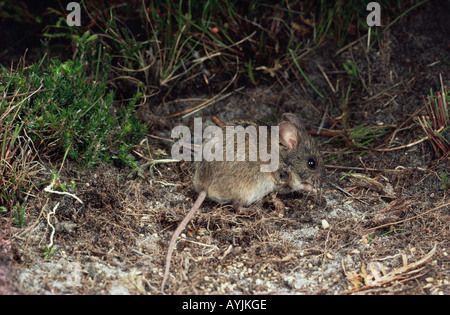 New Holland Mouse Pseudomys novaehollandiae Endangered species Photographed in Tasmania Stock Photo