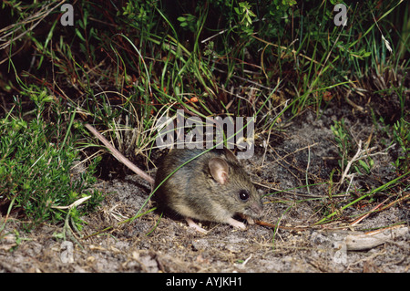 New Holland Mouse Pseudomys novaehollandiae Photographed in Tasmania Australia Stock Photo