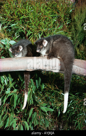 Common Ringtail Possum Pseudocheirus peregrinus Stock Photo