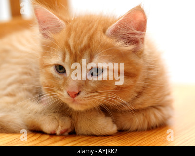 Eight Week Old Ginger Kitten Stock Photo