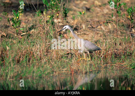 White faced Heron Egretta novaehollandiae Stock Photo