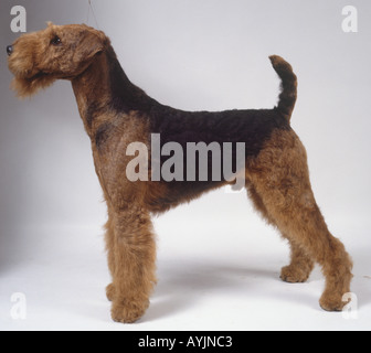 Iredale terrier dog on all fours, side  on. Stock Photo