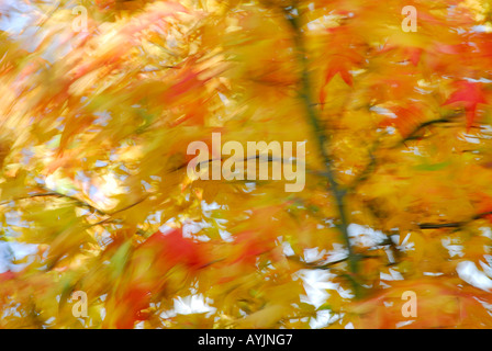 maple leaves blowing in a strong wind Stock Photo