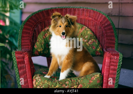 Shetland Sheepdog Puppy Sitting In Garden Chair Greenville Indiana Stock Photo