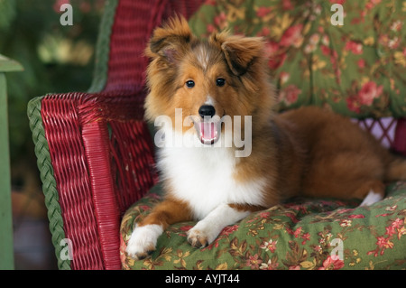 Shetland Sheepdog Puppy In Garden Chair Greenville Indiana Stock Photo