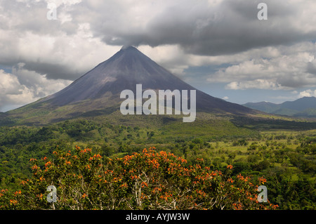 Smoking Arenal Volcano with rain clouds in Costa Rica with orange Poro Tree Stock Photo