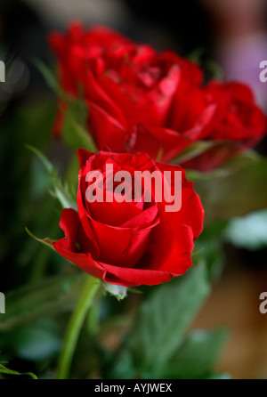 A bouquet of red roses Stock Photo