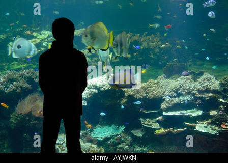 Nausicaa aquarium National Sea Center Boulogne sur mer Pas de Calais France Stock Photo