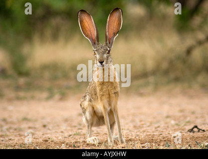 Black tailed jackrabbit or desert hare (Lepus californicus), Arizona, USA Stock Photo
