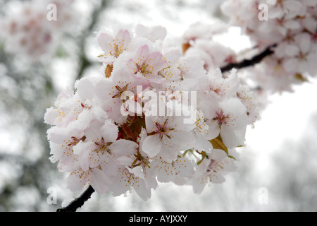 Snow covered blossom. Stock Photo
