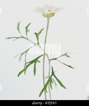 Tanacetum cinerariifolium Dalmatian Pyrethrum flower blooms blossoms ...