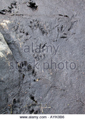 Muskrat tracks Stock Photo - Alamy