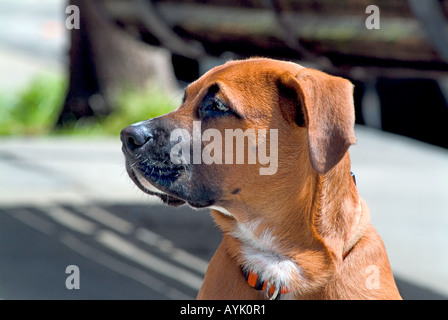 Young large brown bull mastiff dog sitting in profile Stock Photo