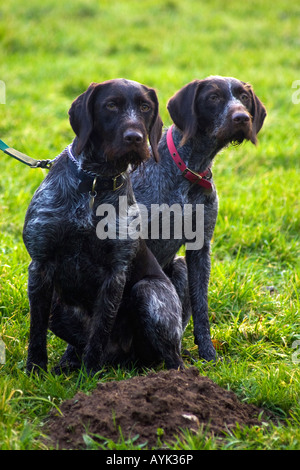 German wire short haired pointers Stock Photo