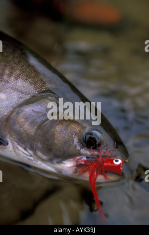 Trout lures hi-res stock photography and images - Page 7 - Alamy