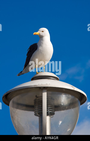 Vertical close up of an adult Great Black Backed Gull 'Larus Marinus' perched ontop of an electric light in the sunshine Stock Photo