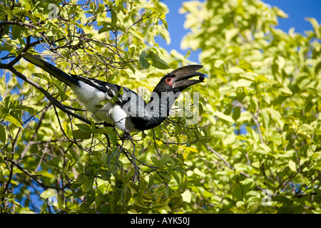 Trumpeter Hornbill (Bycanistes bucinator) Stock Photo