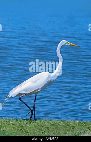 Profile of white heron standing on bank of pond Stock Photo