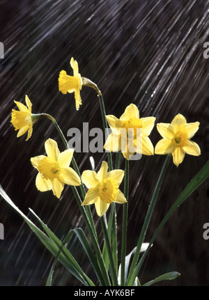 Motion blur water falling on daffodil flower heads Stock Photo
