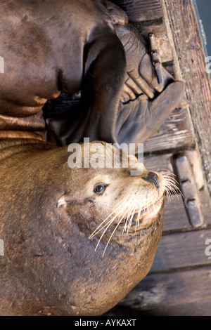 Sea lion on the docks in Newport Oregon Stock Photo