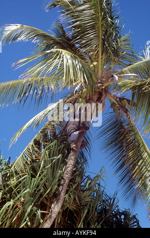 Local man from Nungwi village climbing coconut palm on the north west of Zanzibar Island, Tanzania Stock Photo