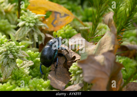Common Dor Beetle Geotrupes stercorarius clambering over woodland floor