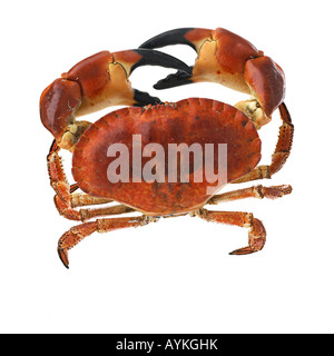 fresh cooked crab Stock Photo