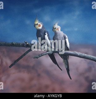 Cockatiel Nymphicus hollandicus two perched on branch Stock Photo