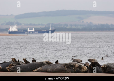 A ship on the Firth of Tay passes Grey Seals basking on Tentsmuir Sands in Fife. Stock Photo