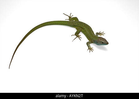 A green male lizard (Lacerta viridis bilineata) photographed in the studio. Lézard vert mâle photographié en studio. Stock Photo